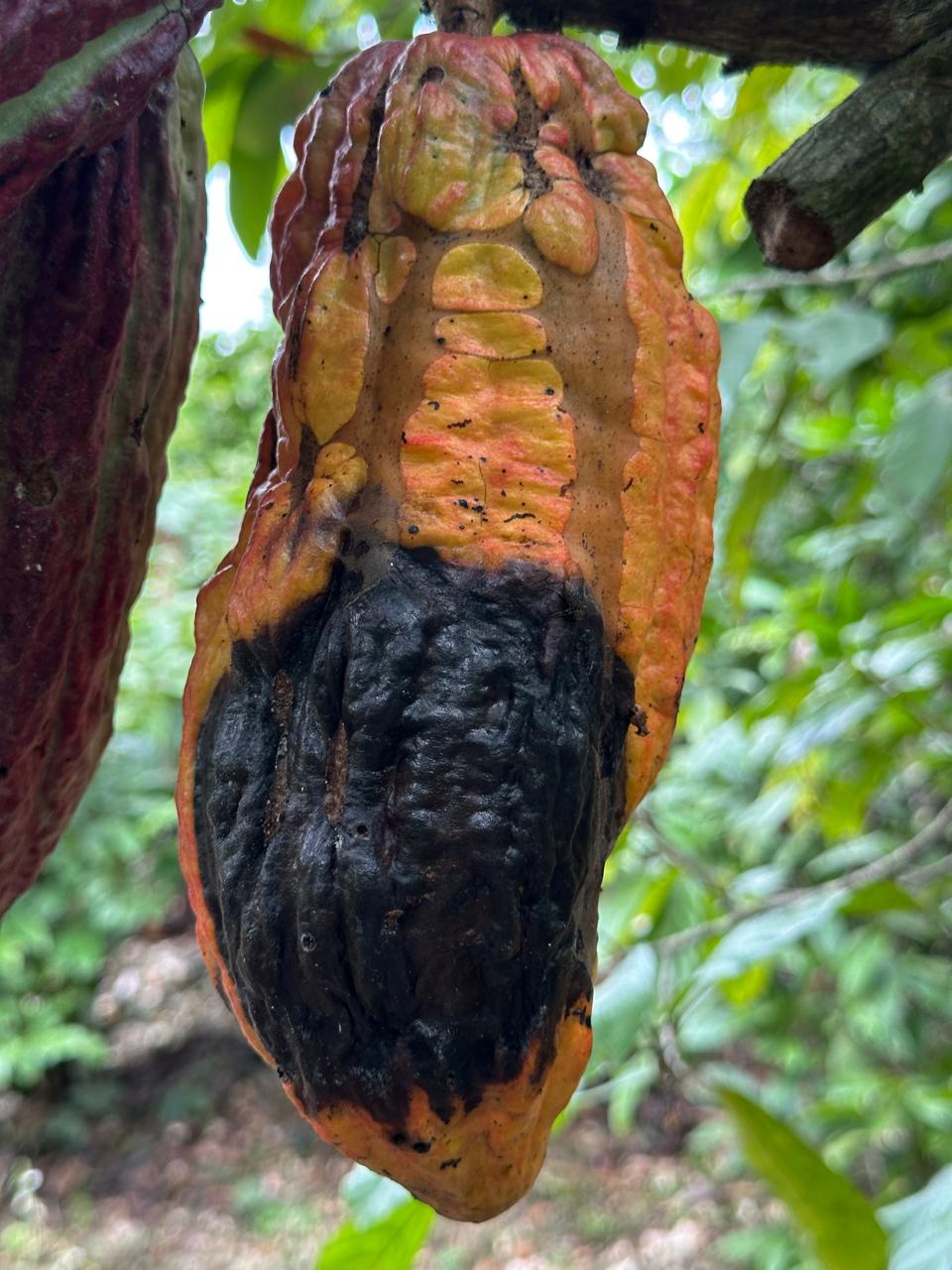 Cacao con mazorca negra