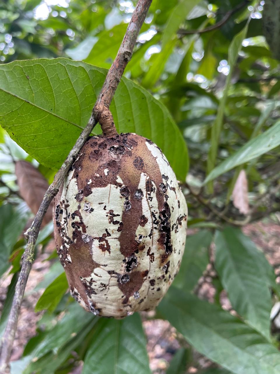 Cacao con moniliasis